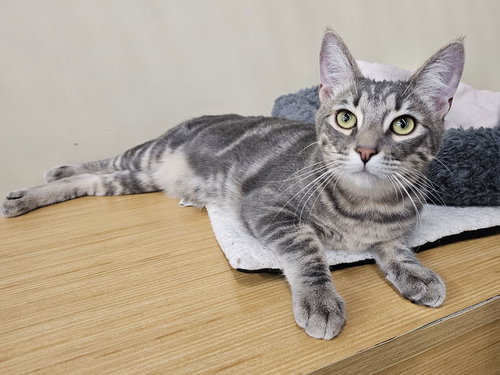 picture of the cat needing adoption