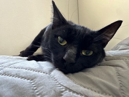 picture of the cat needing adoption