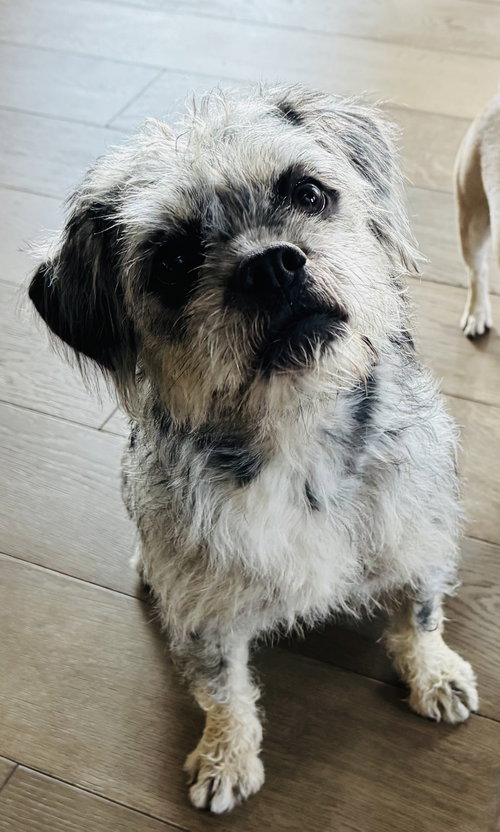 picture of the dog needing adoption