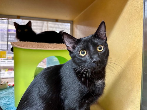 picture of the cat needing adoption