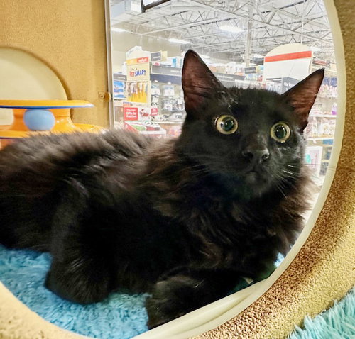 picture of the cat needing adoption