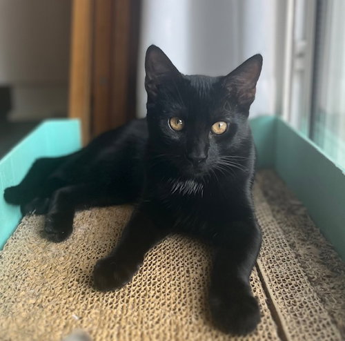 picture of the cat needing adoption