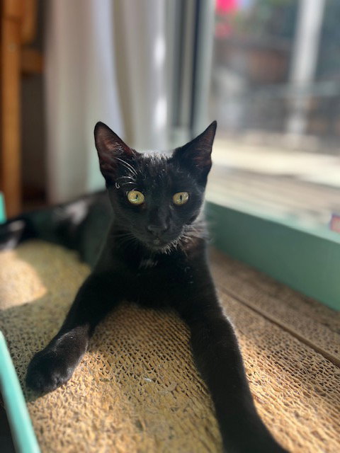 picture of the cat needing adoption