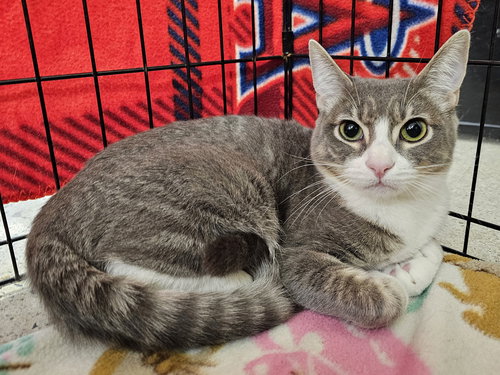 picture of the cat needing adoption