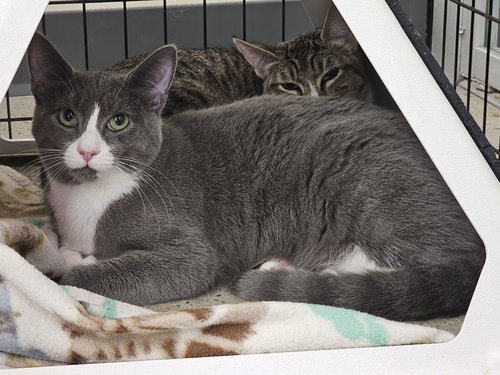 picture of the cat needing adoption