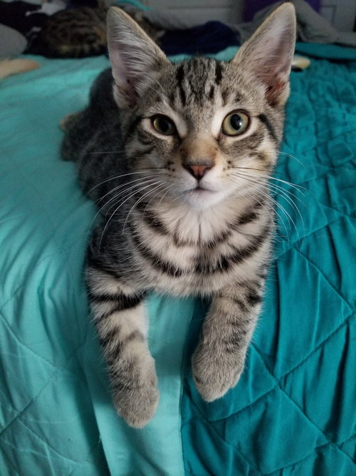 picture of the cat needing adoption