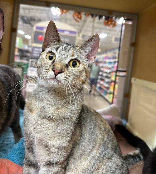picture of the cat needing adoption