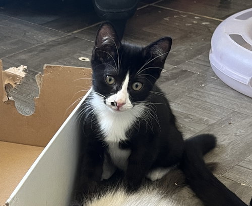 picture of the cat needing adoption