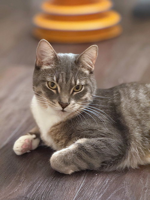 picture of the cat needing adoption