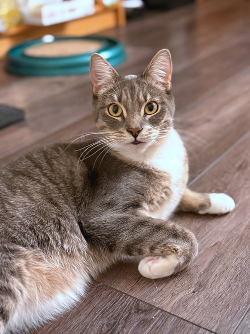 MYLES - Domestic Short Hair available for adoption