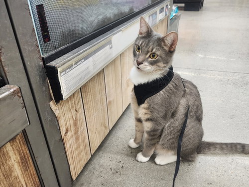 MYLES - Domestic Short Hair available for adoption