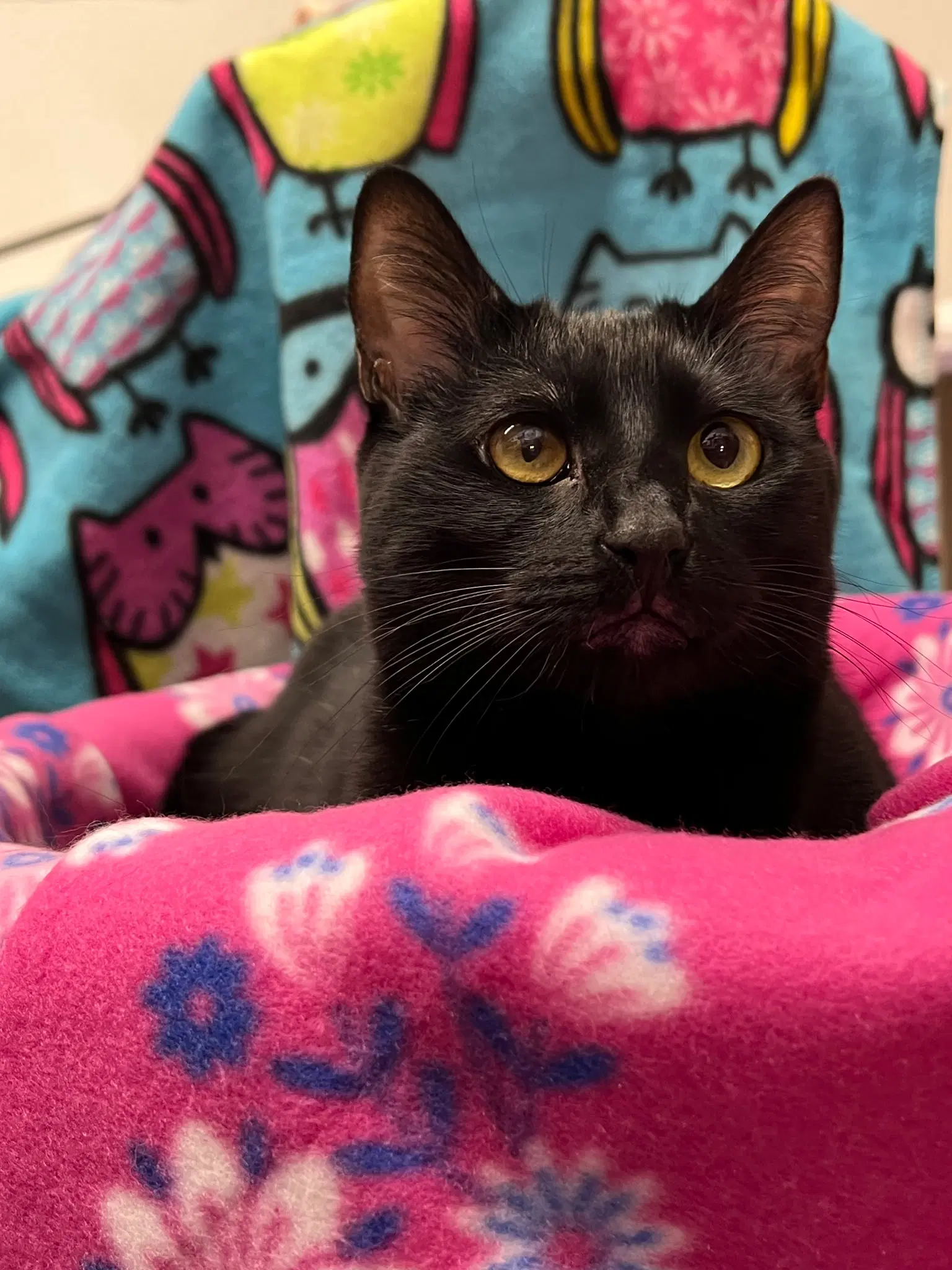 Rylee - Domestic Short Hair