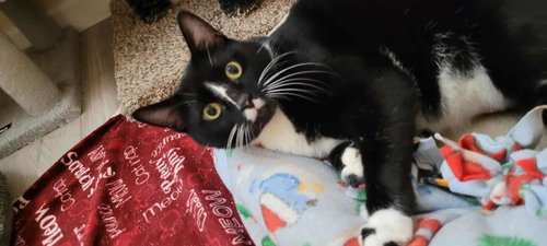 picture of the cat needing adoption