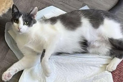 GABI - Domestic Short Hair available for adoption