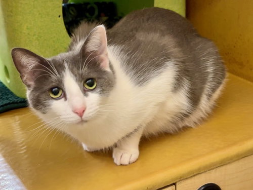 picture of the cat needing adoption