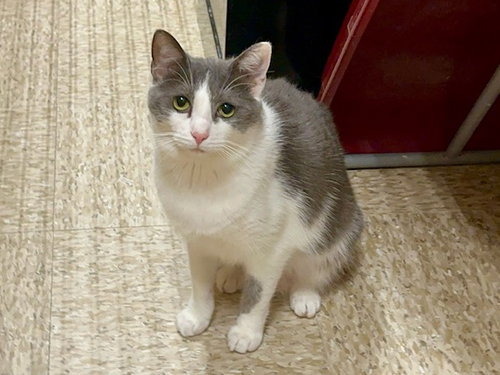 GABI - Domestic Short Hair available for adoption