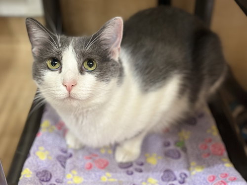 picture of the cat needing adoption