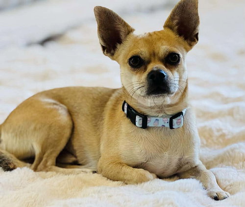 picture of the dog needing adoption