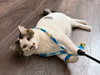 Mason - Photo 4