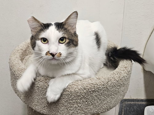 picture of the cat needing adoption
