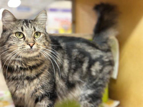 picture of the cat needing adoption