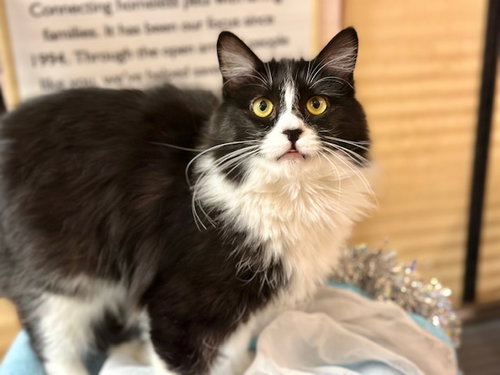 picture of the cat needing adoption