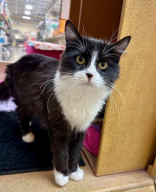 picture of the cat needing adoption