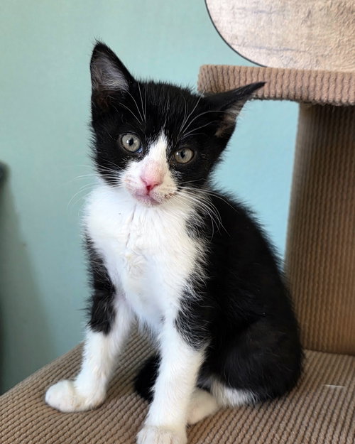 picture of the cat needing adoption