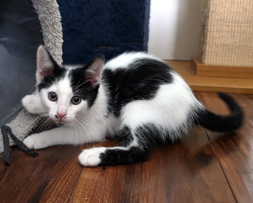 picture of the cat needing adoption