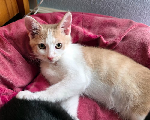 picture of the cat needing adoption