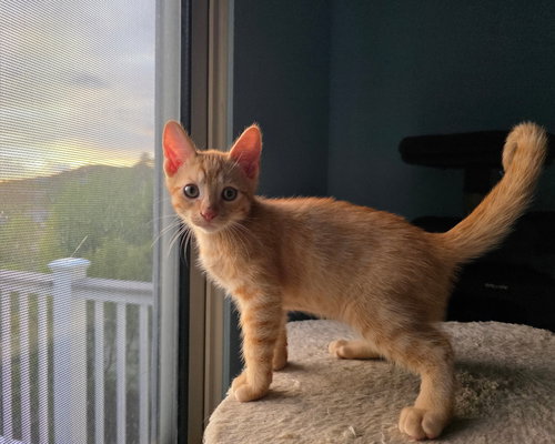 picture of the cat needing adoption