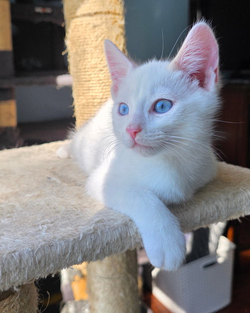 picture of the cat needing adoption