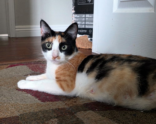 picture of the cat needing adoption