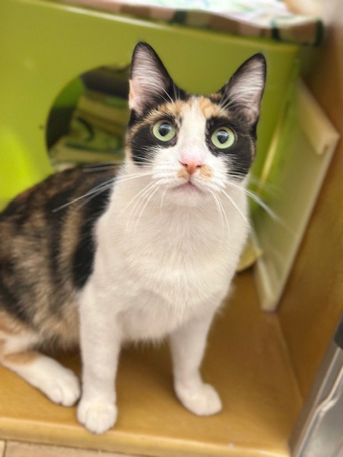 Katy Image