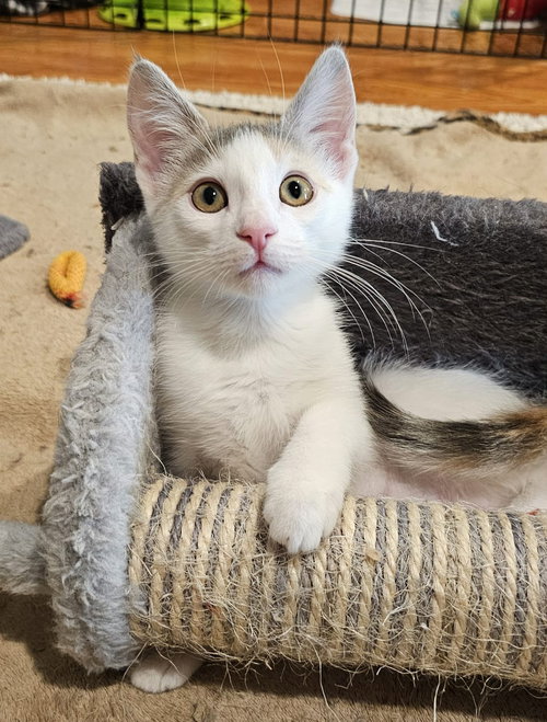 picture of the cat needing adoption