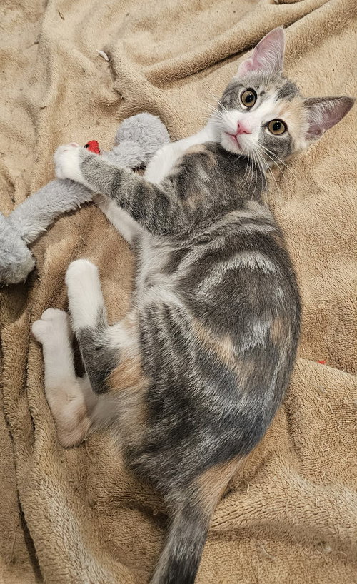 picture of the cat needing adoption