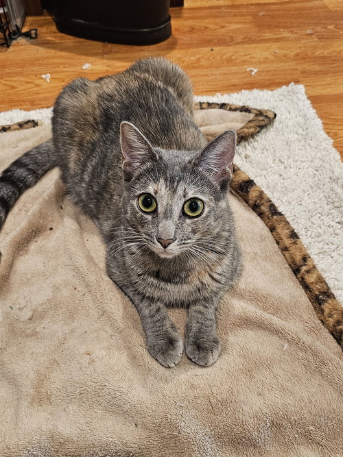 SOLO - Domestic Short Hair available for adoption