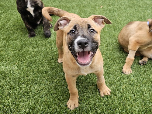 picture of the dog needing adoption