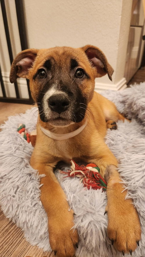 CLARICE - German Shepherd Dog / Pit Bull Terrier available for adoption