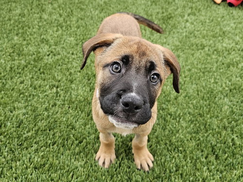 picture of the dog needing adoption