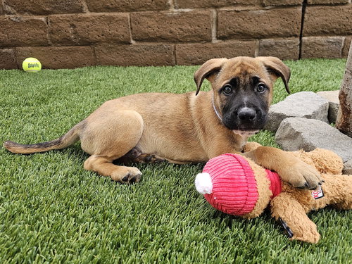 RUDOLPH - German Shepherd Dog / Pit Bull Terrier available for adoption