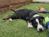 Donner - Photo 4