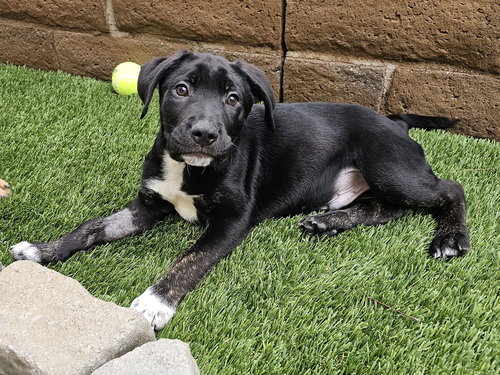 picture of the dog needing adoption