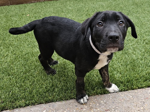 DANCER - Labrador Retriever / Pit Bull Terrier available for adoption
