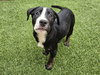 Dasher - Photo 1