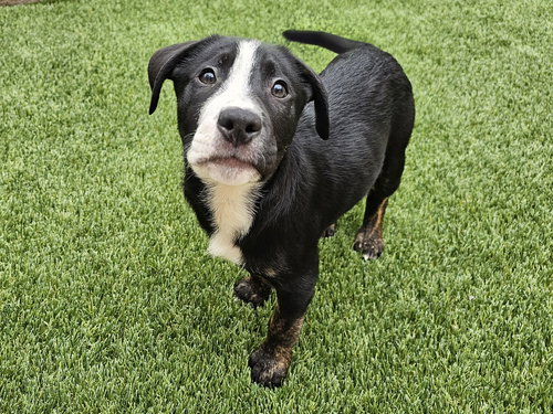 picture of the dog needing adoption