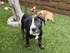 Dasher - Photo 2