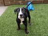 Dasher - Photo 3