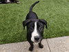 Dasher - Photo 4