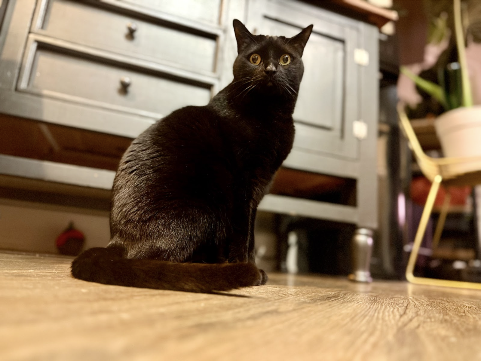 Palmer Image